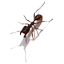 Pheidologeton Diversus